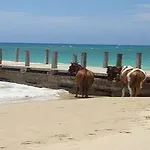 Paradise Tropical Spice - Runaway Bay