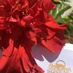 Glenrock Hotel Limited