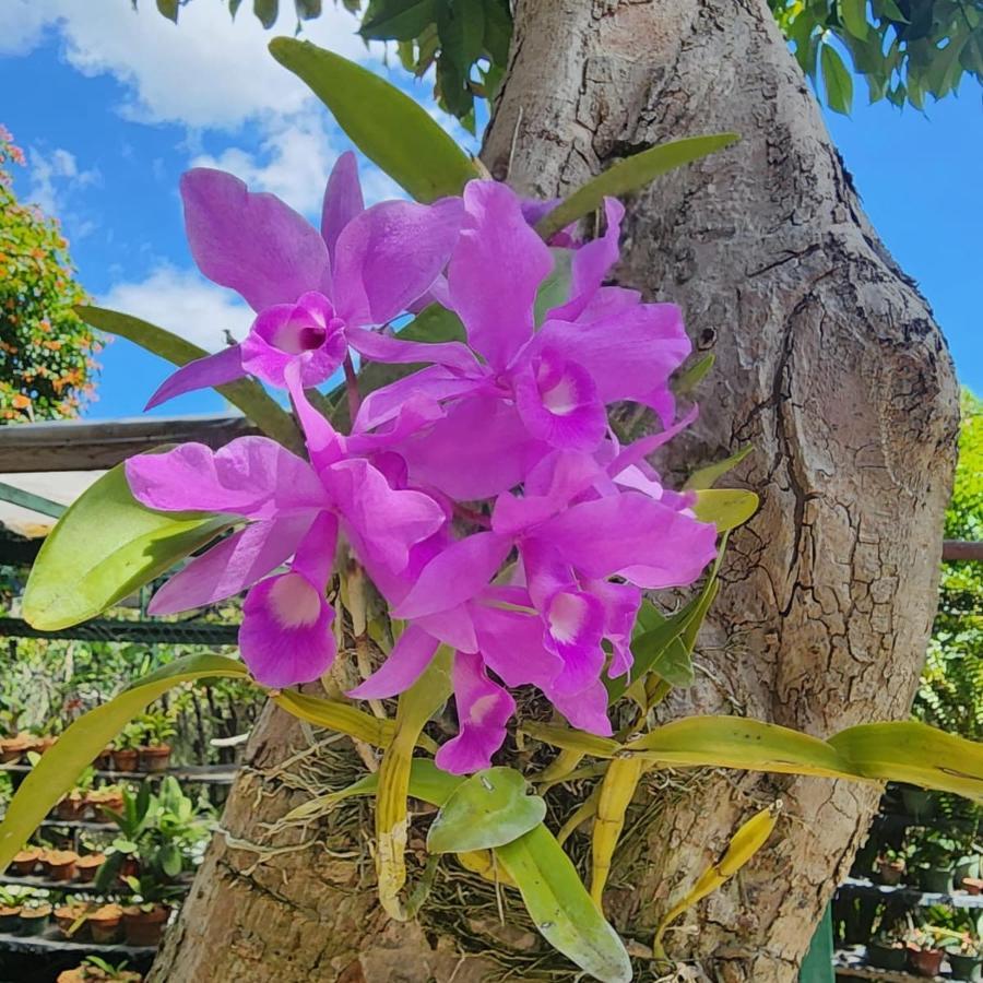 Guest house Orchid