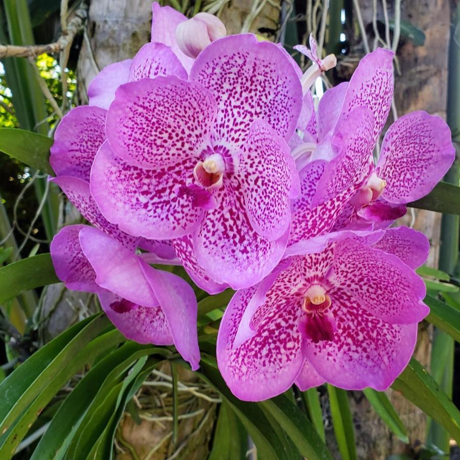 Orchid Guest house 2*