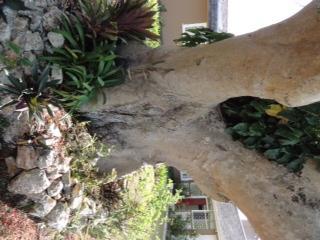 Bed & Breakfast June Plum Mandeville