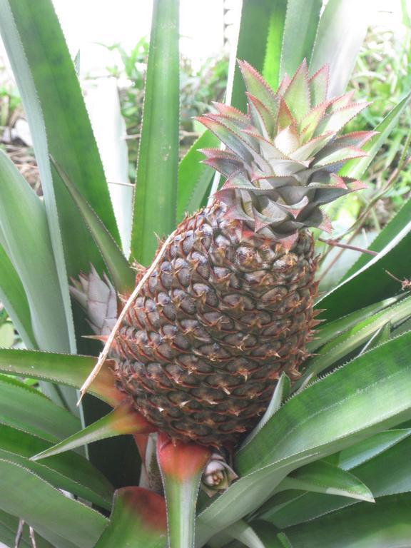 Pineapple Hill Sea View * Port Antonio