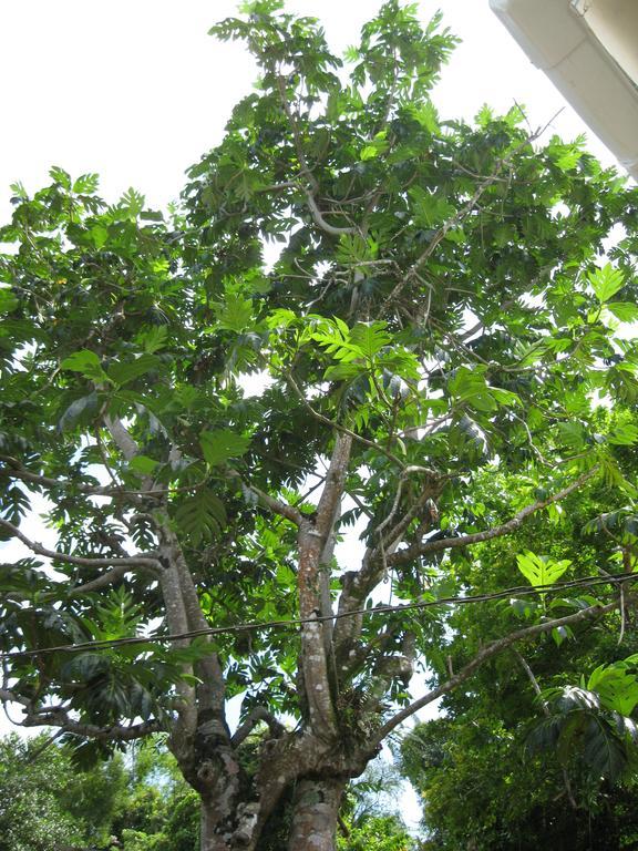 Holiday home Pineapple Hill Sea View Port Antonio