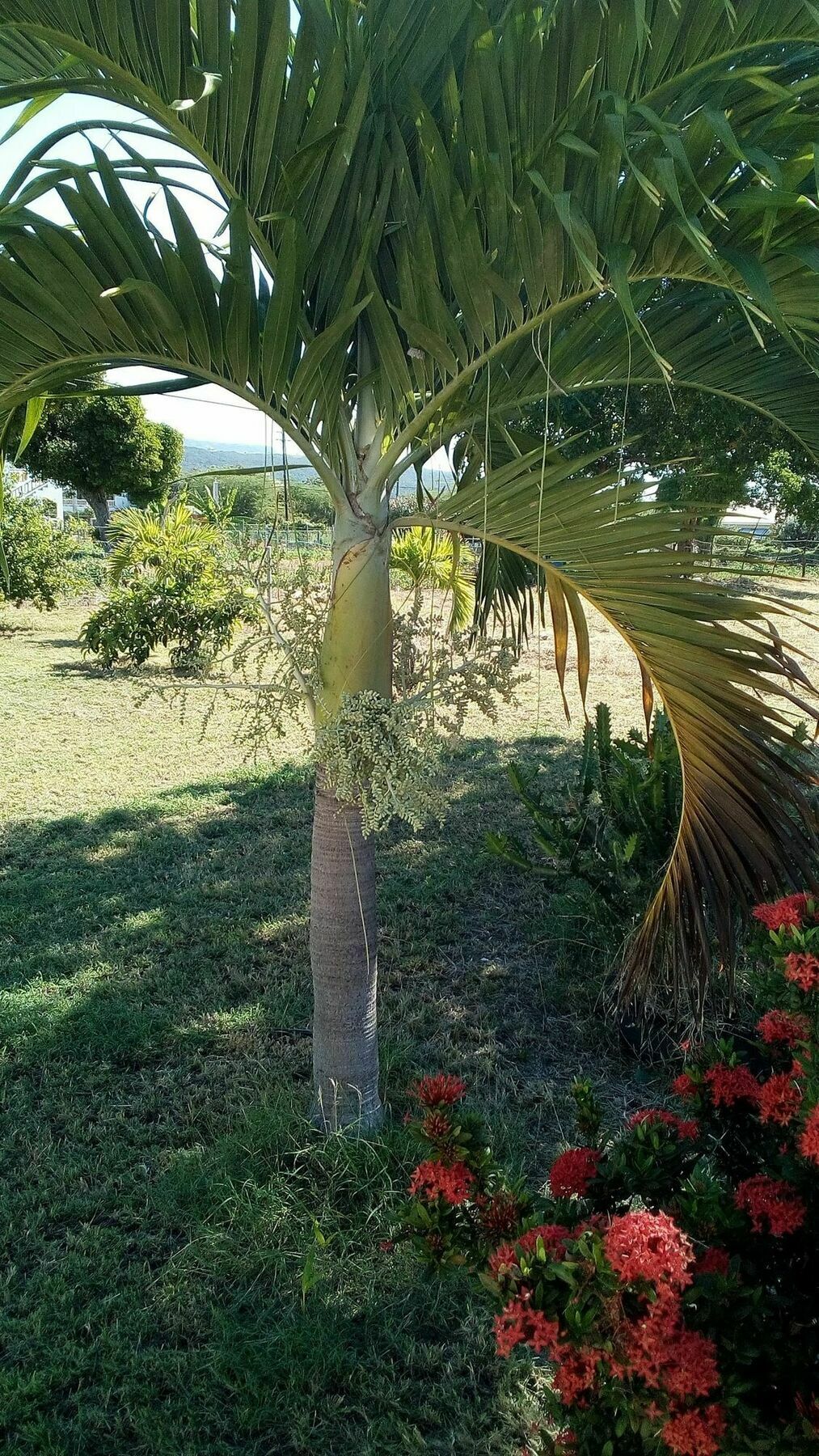 Treasure Bay Guest house Treasure Beach