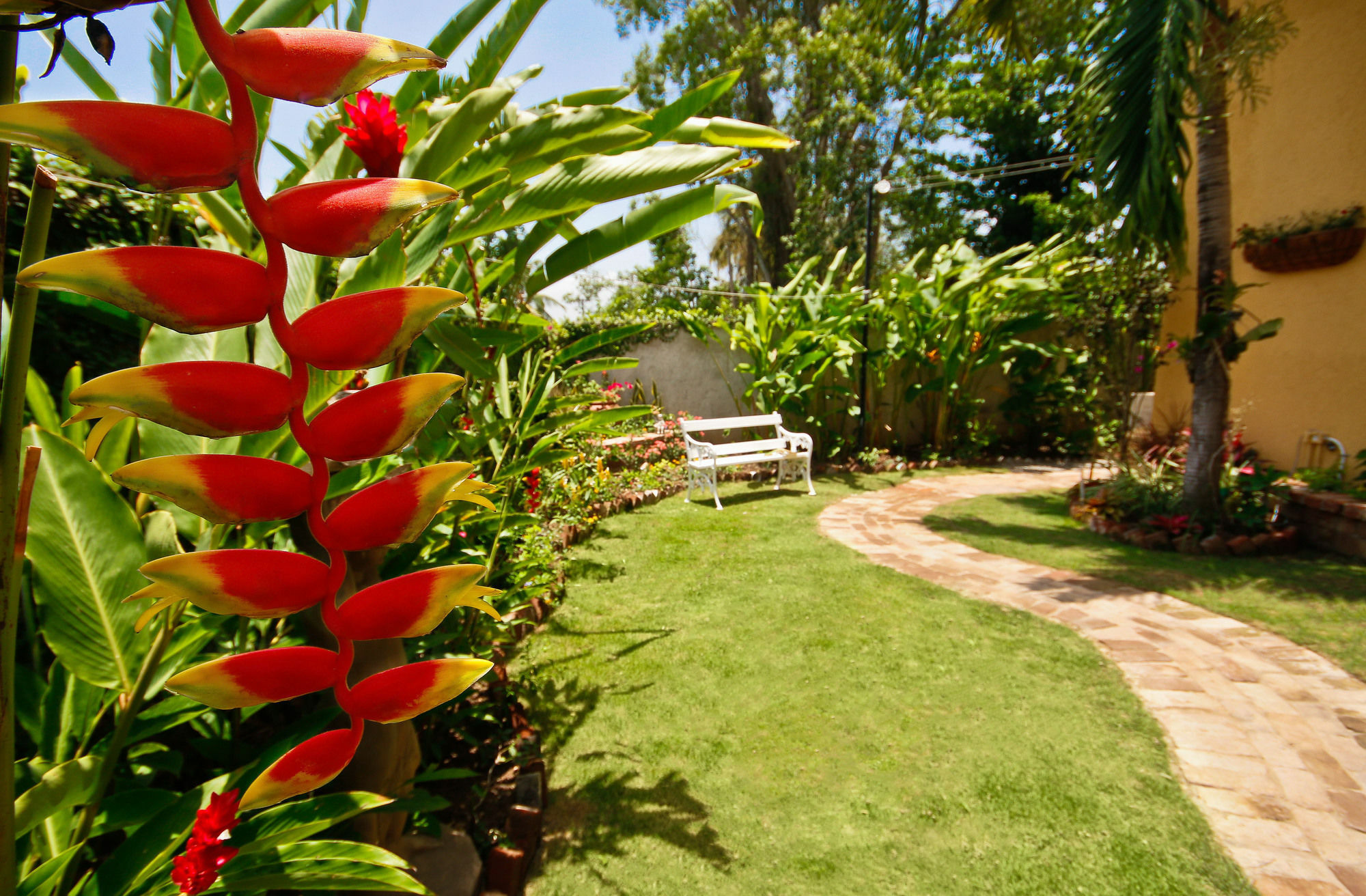 Cattleya Luxury Kingston