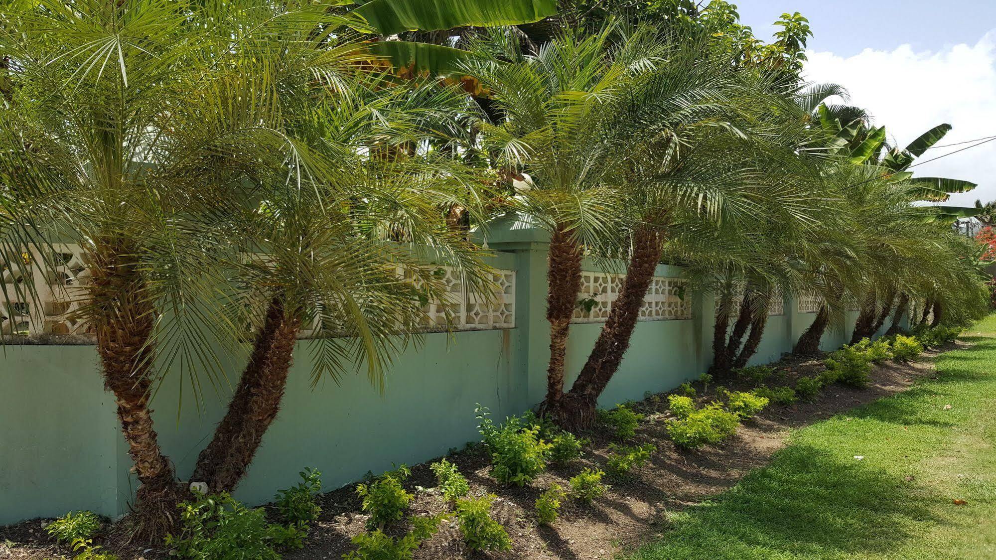 Ocho Rios At Coolshade Ii *