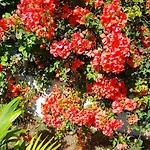 Grace Garden Guesthouse