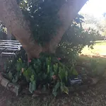 June Plum Bed And Breakfast