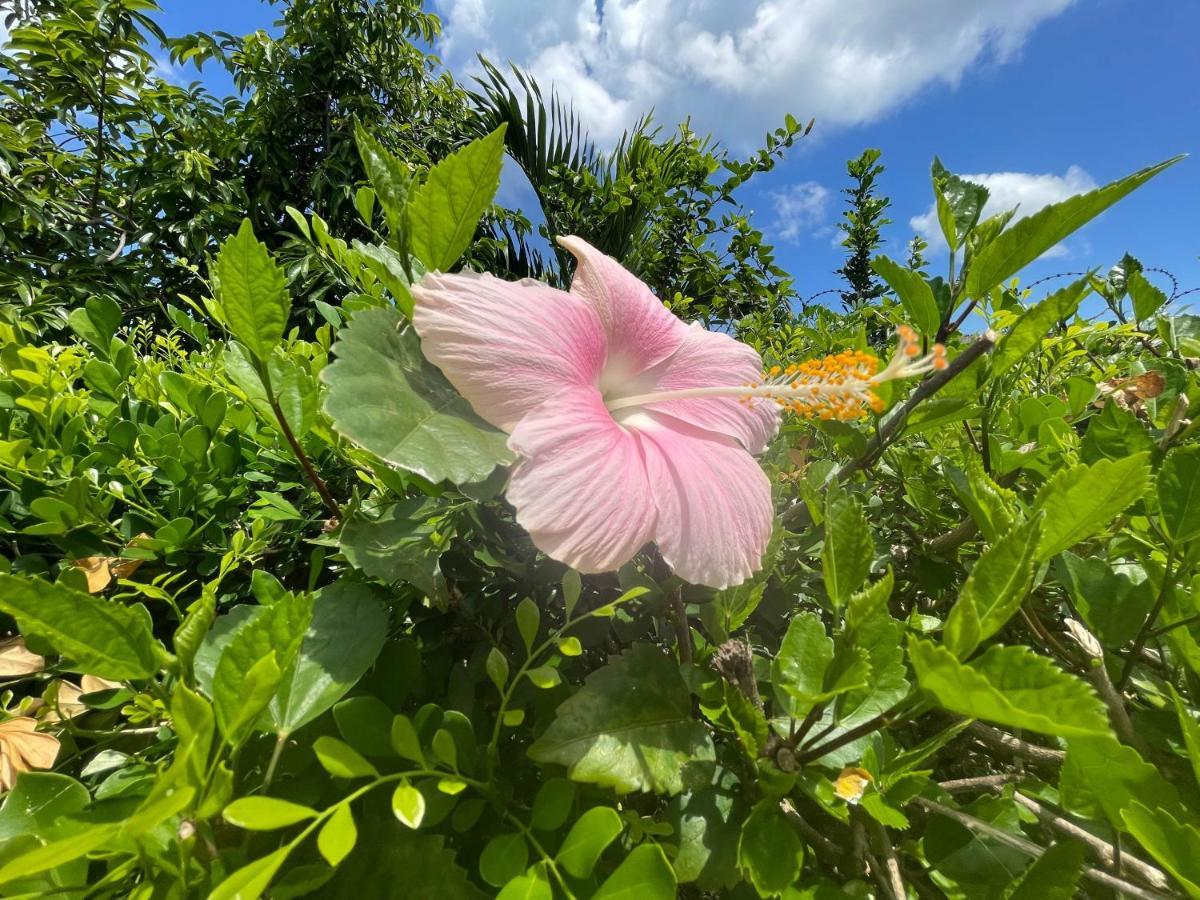 Little Shaw Park Gasthof Ocho Rios