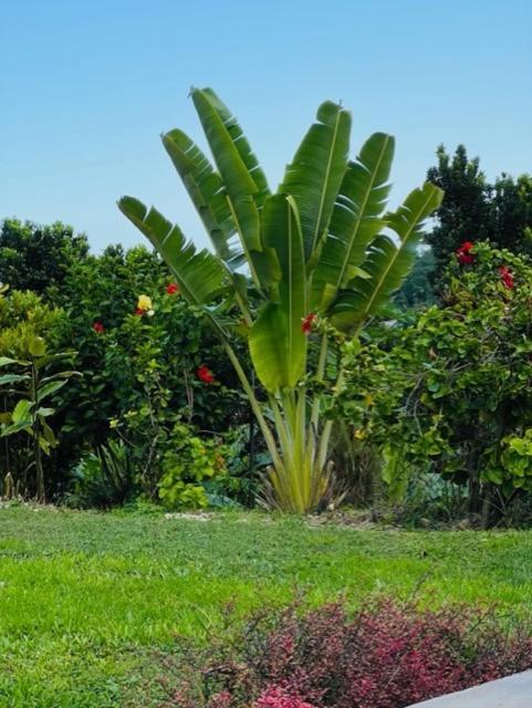 Teresinajamaica Guest house 2*