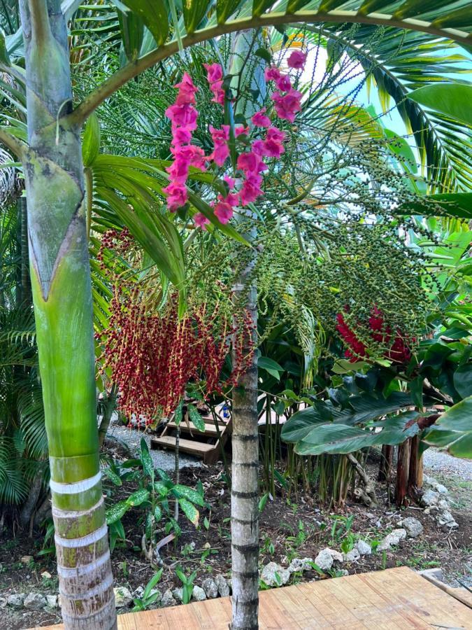 Hotel Jamaica Colors And Eco-retreat