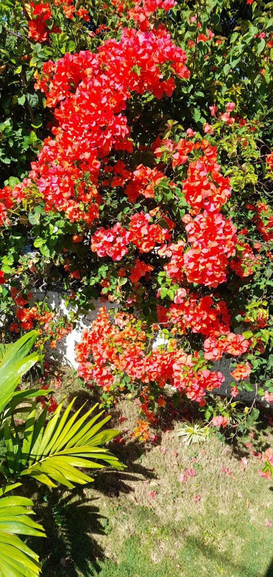 Grace Garden Bed & Breakfast *