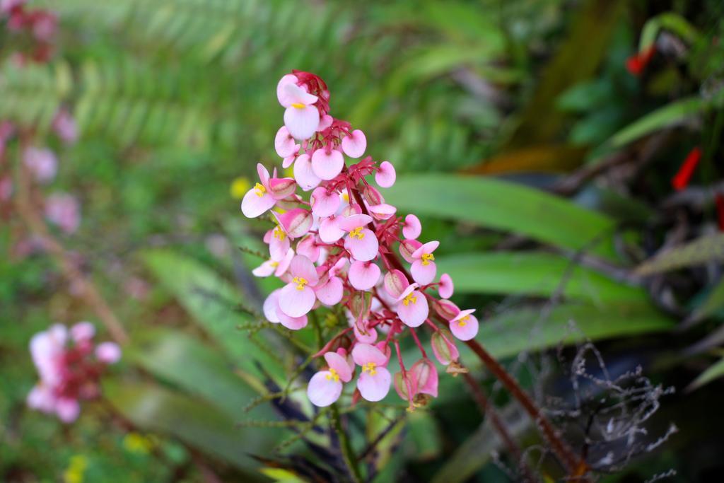 Agapantha Mandeville