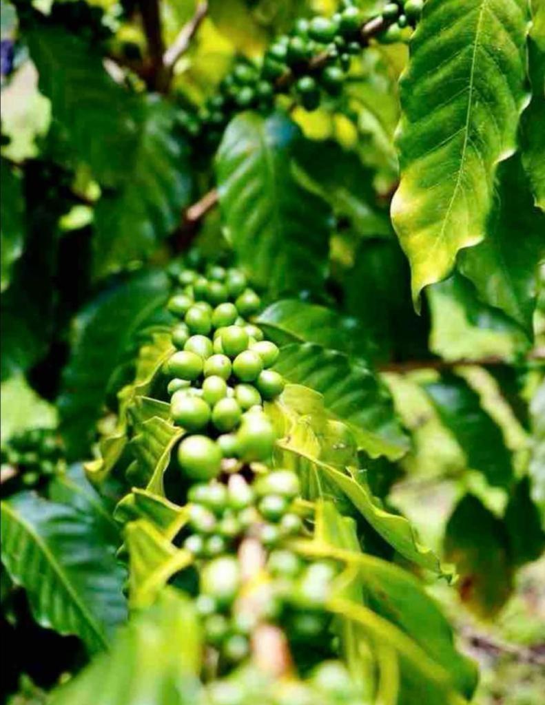 Adella's Blue Mountain Coffee Kingston