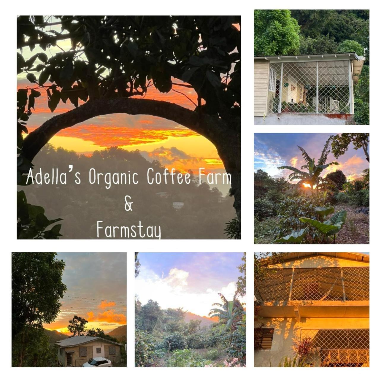Adella's Blue Mountain Coffee Kingston