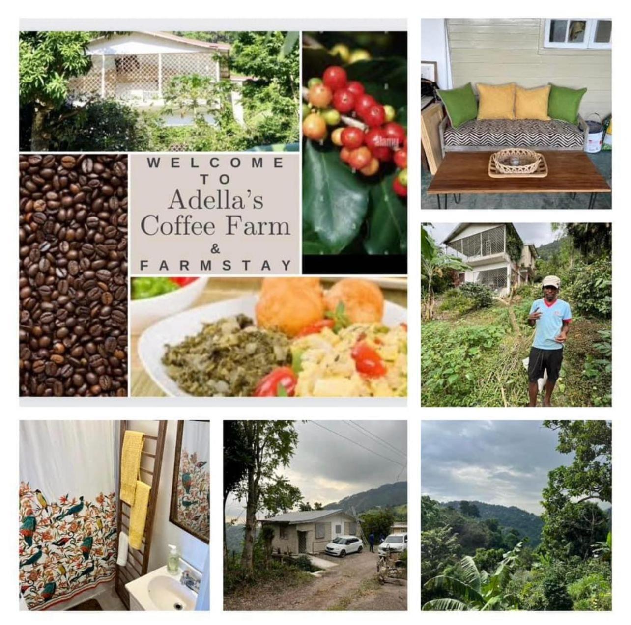 Farm stay Adella's Blue Mountain Coffee *