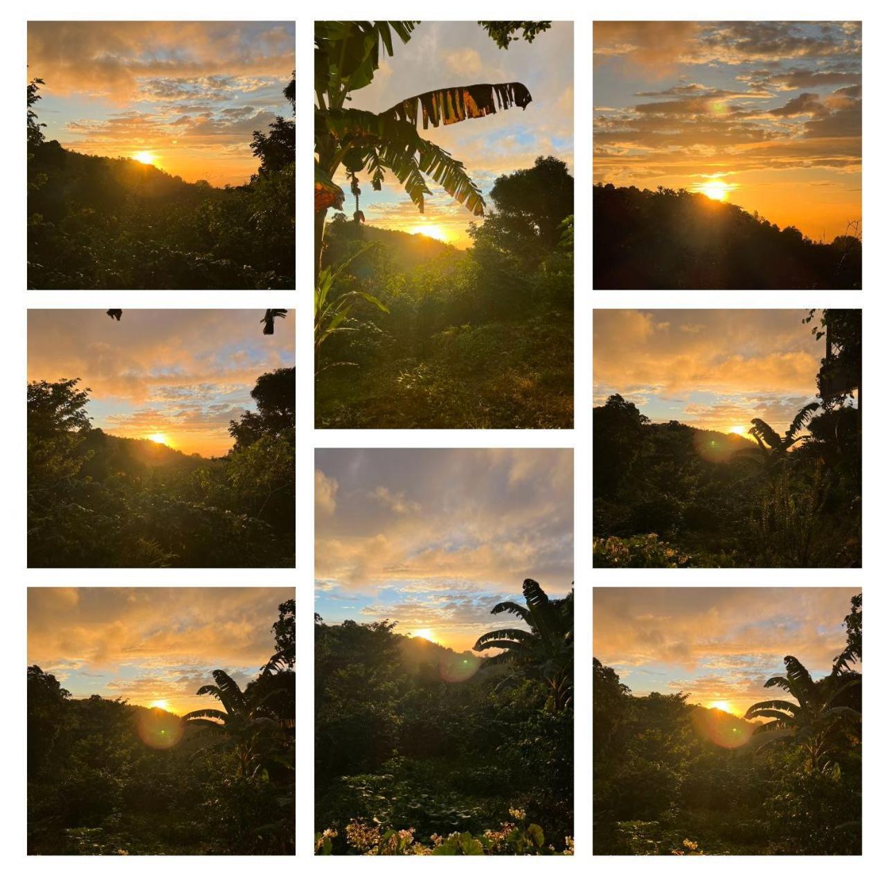 Farm stay Adella's Blue Mountain Coffee Kingston