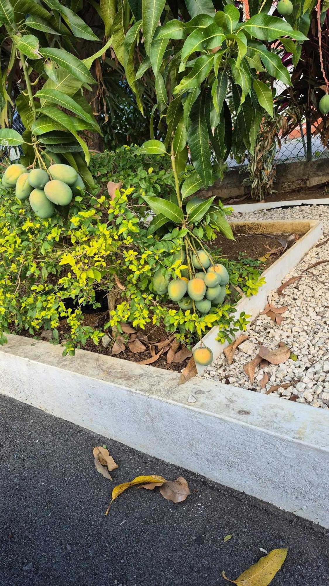 Melrose Place Guest house Montego Bay