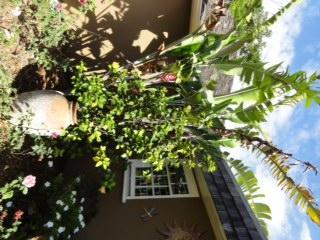 June Plum Mandeville