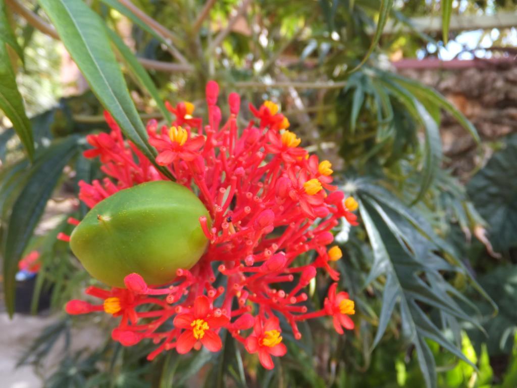 Alojamento Pimento *