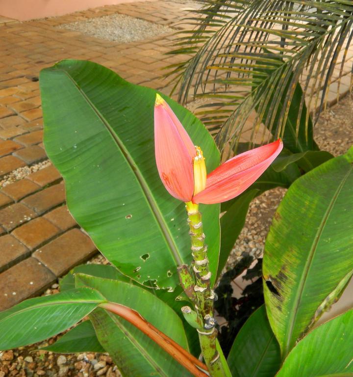 Agapantha Bed & Breakfast Mandeville
