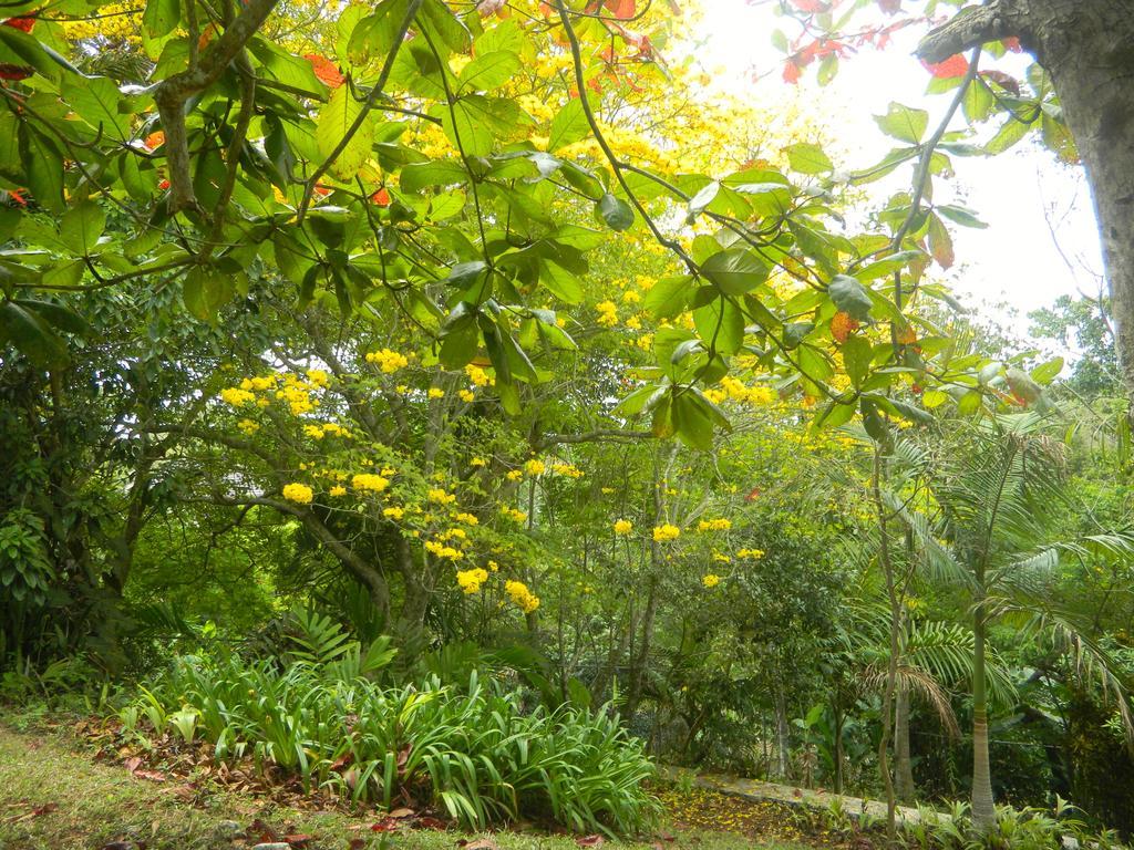 Bed & Breakfast Agapantha Mandeville