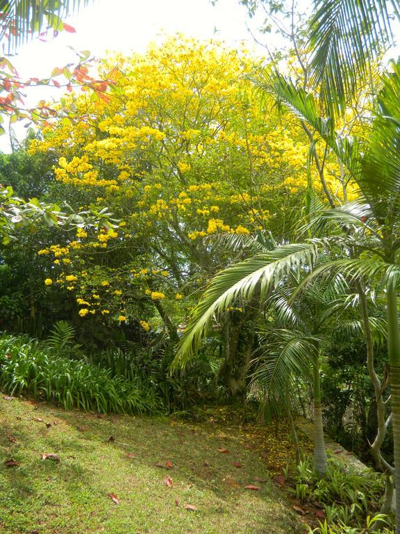 Bed & Breakfast Agapantha Mandeville