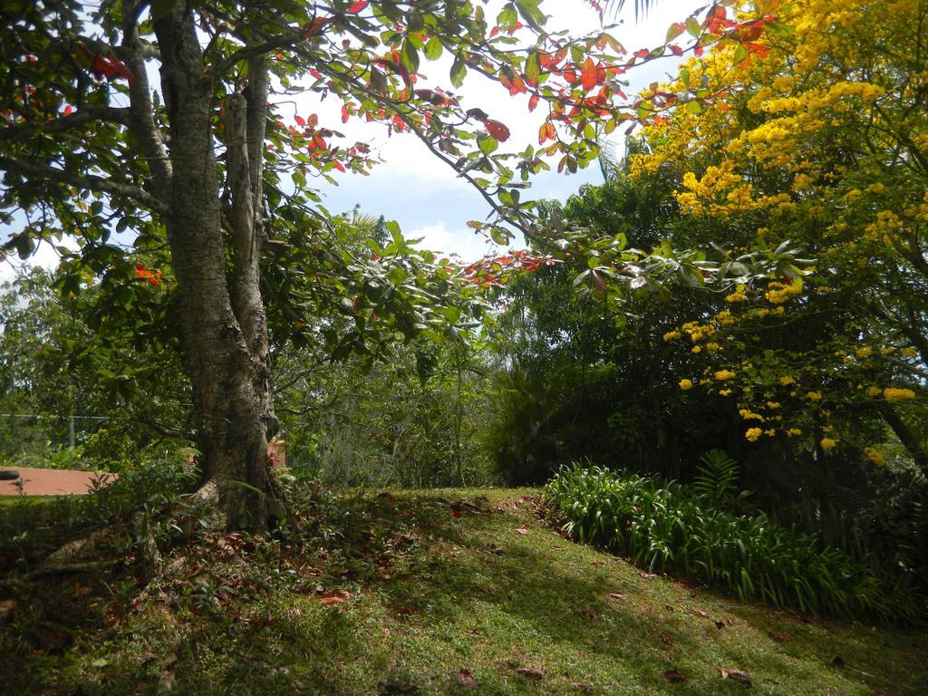 Agapantha Bed & Breakfast Mandeville