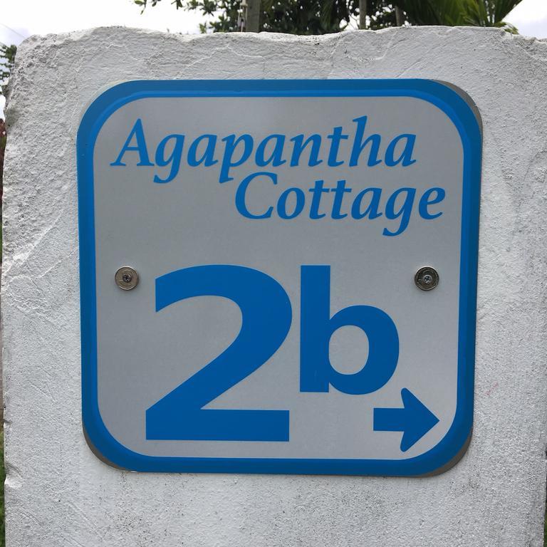 Agapantha