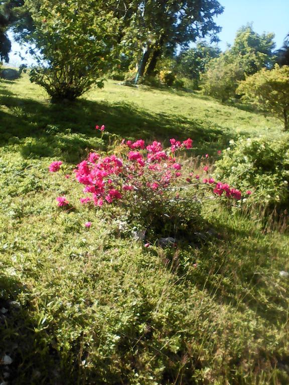 Shotover Gardens Estate Guest house