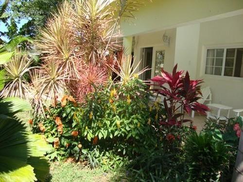Paradise Tropical Spice -