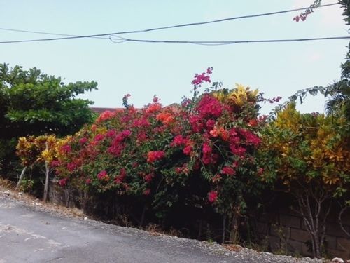 Teresinajamaica Guest house