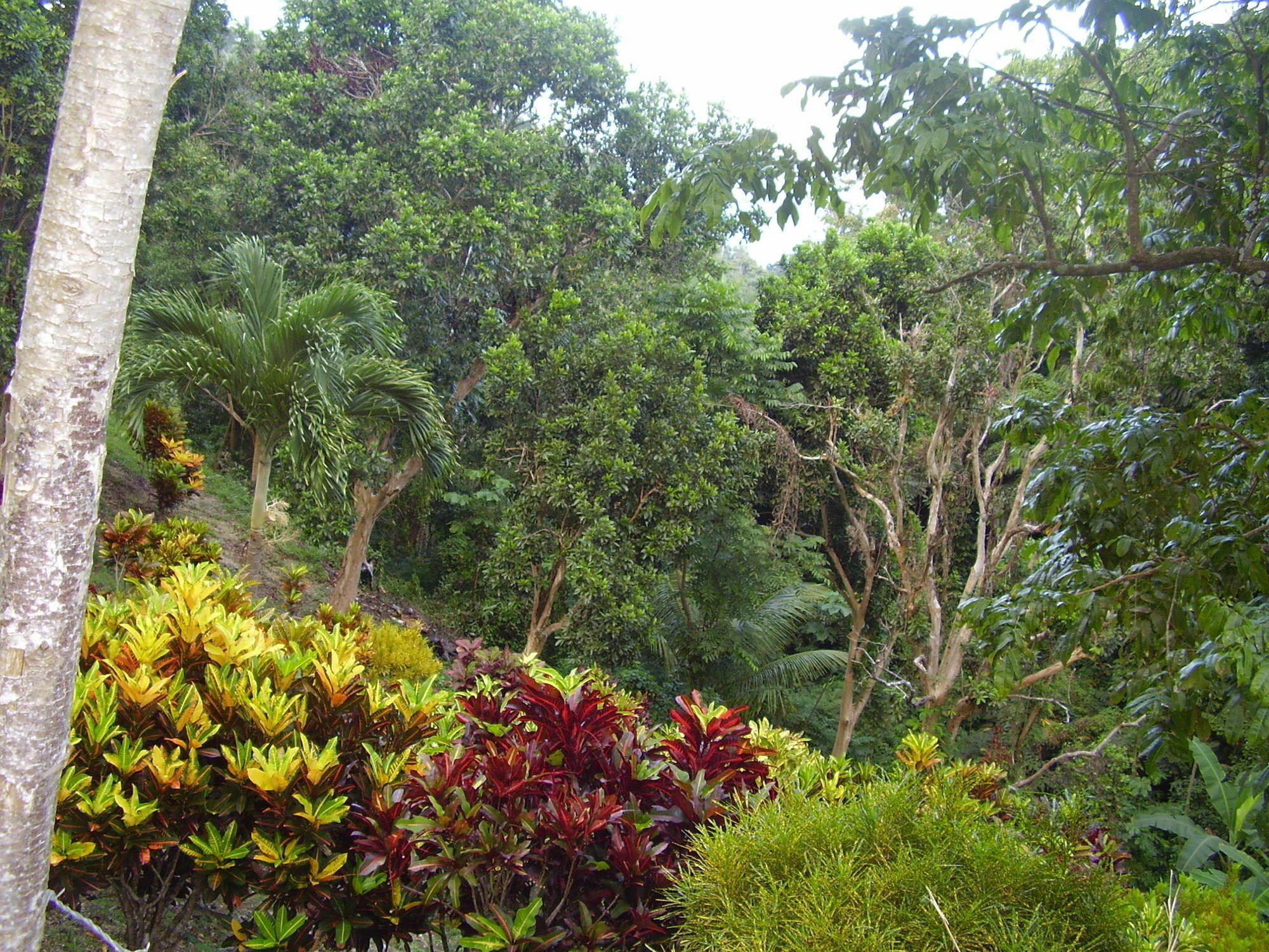 Teresinajamaica Guest house Saint Ann's Bay