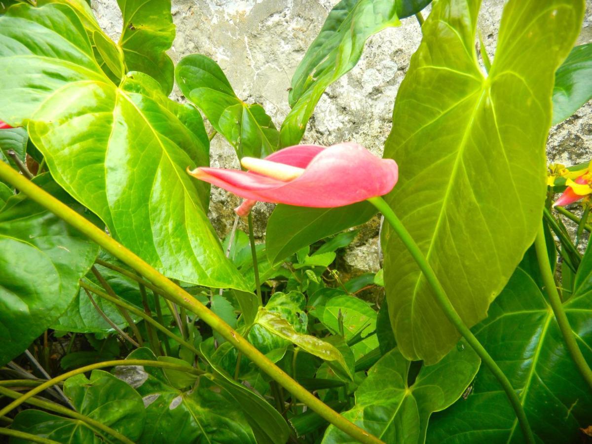 Bed & Breakfast Agapantha Mandeville