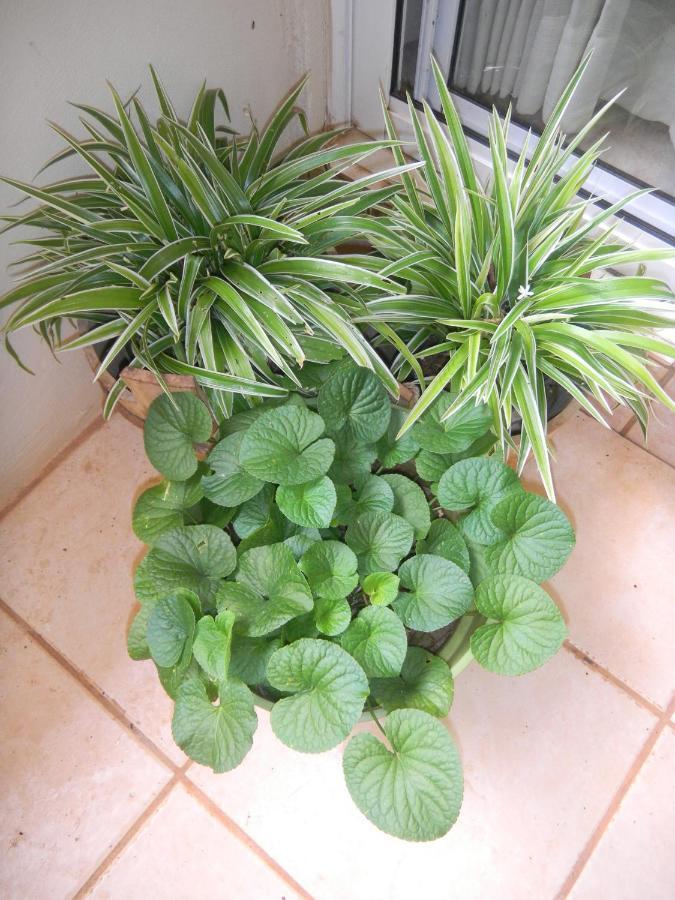 Agapantha Mandeville