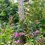 Orchid Cottage