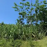 Green Queendom Farm And Lodging