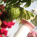 Sweetsop Jamaica Villa And Tours