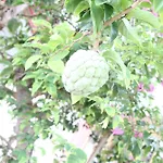 Sweetsop Jamaica Villa And Tours