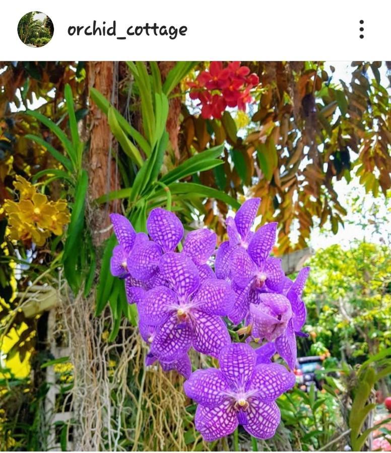 Orchid Kingston