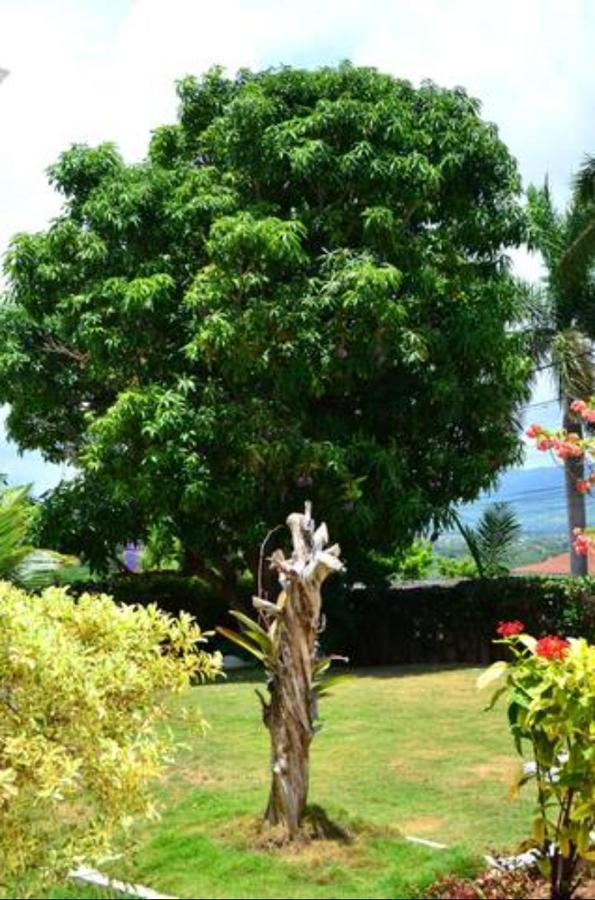 Castle Vue Acomodação com café da manhã  Montego Bay