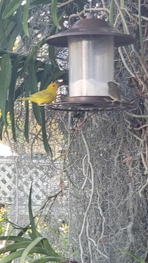 Orchid Guest house