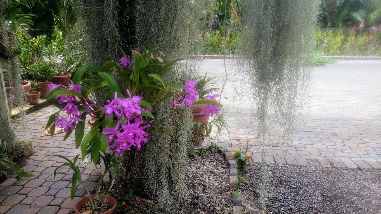 Guest house Orchid