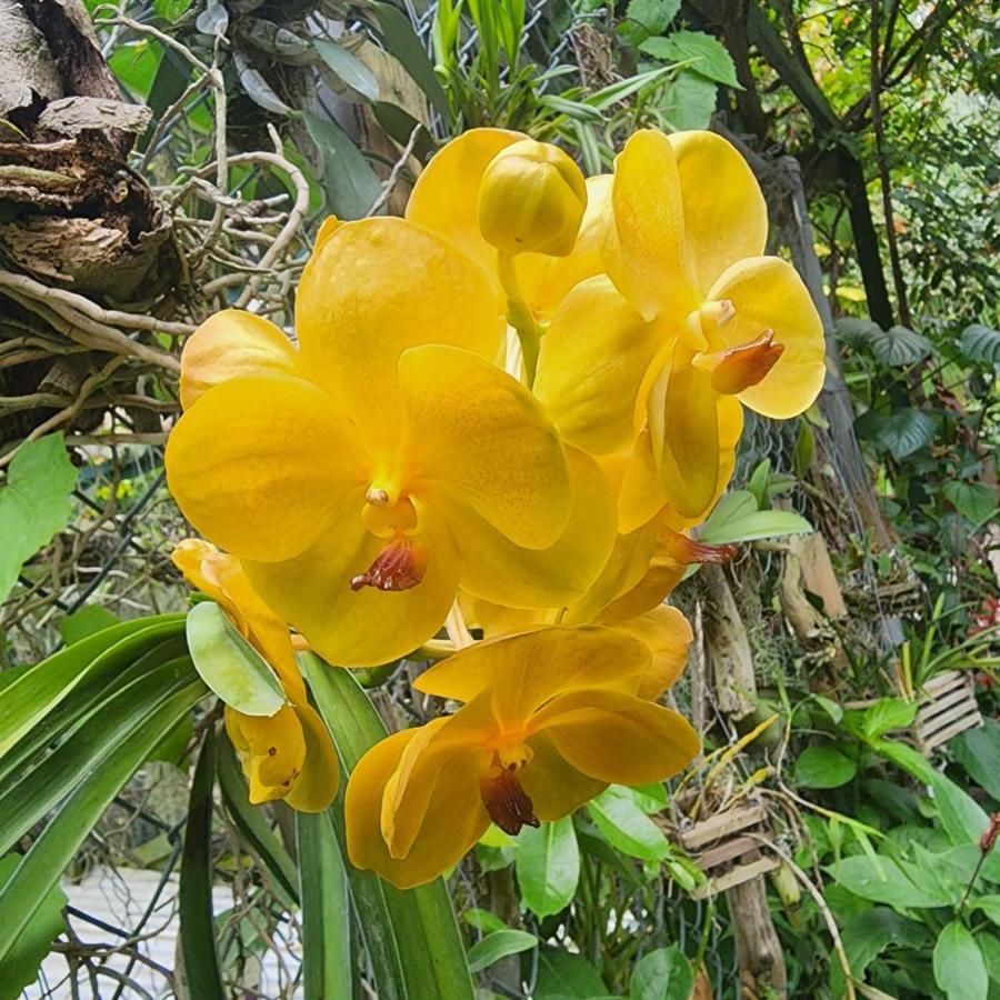 Guest house Orchid Kingston