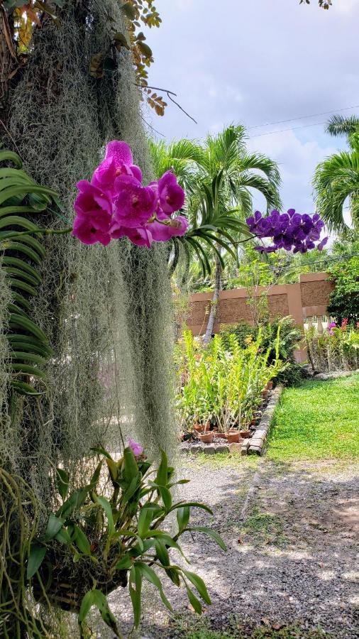 Orchid