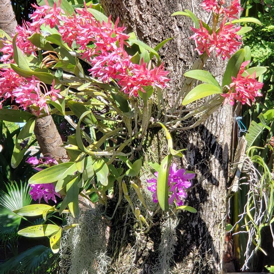Guest house Orchid
