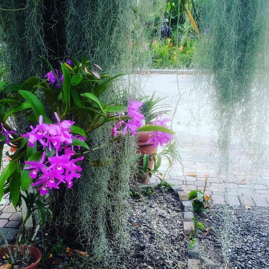 Guest house Orchid