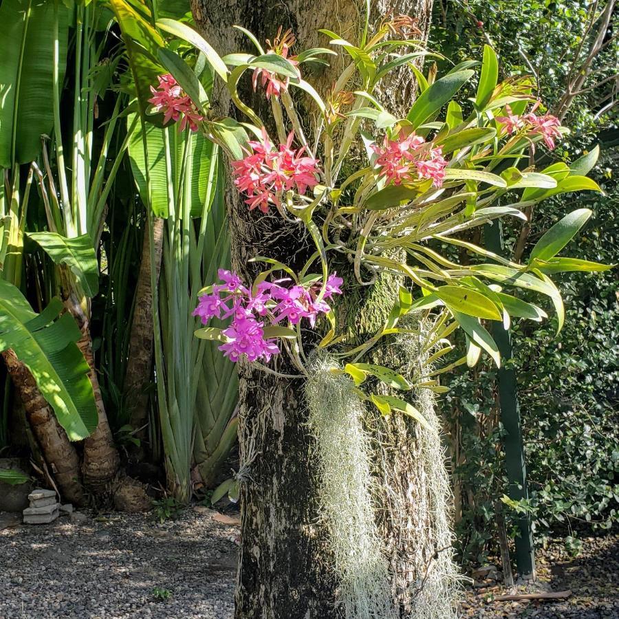 Orchid Kingston