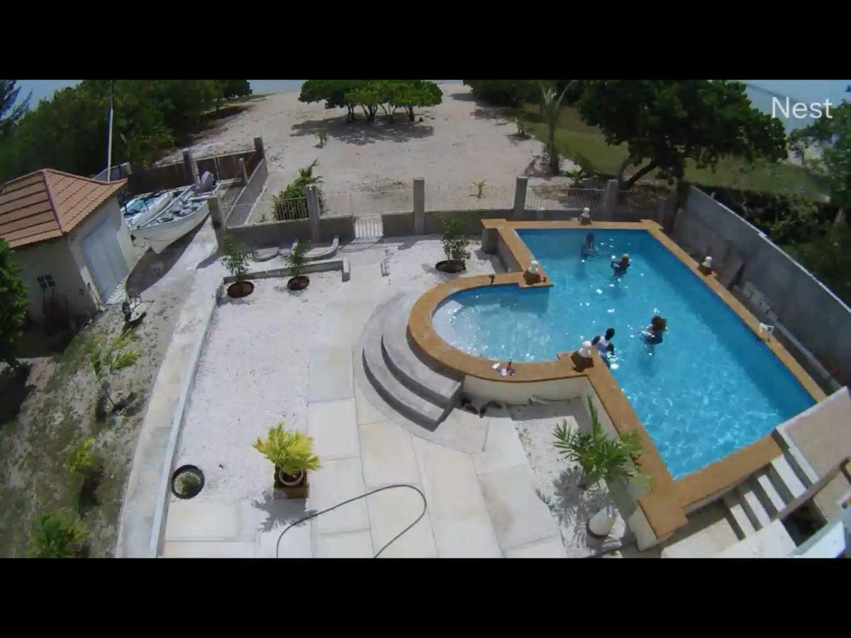 Blue Dolphin