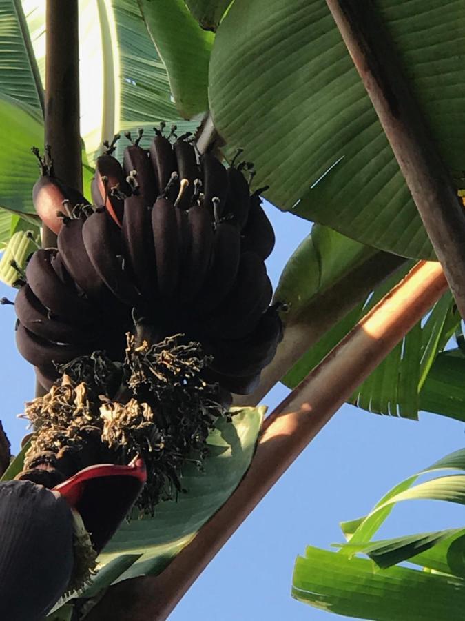Queendom Farm And * Oracabessa